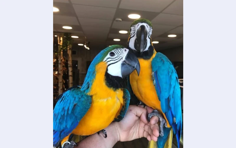 exotic birds for sale