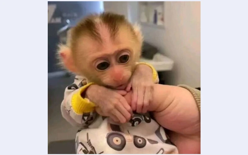 Finger Marmoset Monkeys