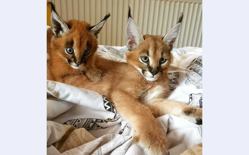 Well tamed Exotics cats. (Ocelots, Caracals and F1 - F3 savannah and Serval)