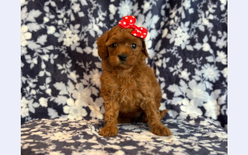 GORGEOUS F1B CAVAPOO PUPPIES FOR SALE