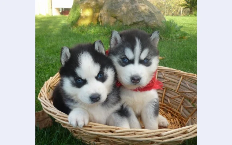 Adorable Siberian Husky puppies available