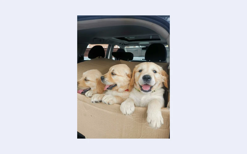 Adorable Golden Retriever Puppies for Sale