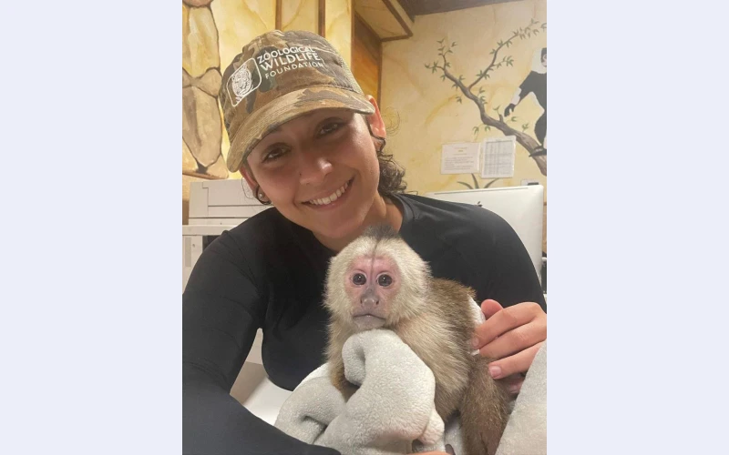 pygmy Marmoset Monkeys