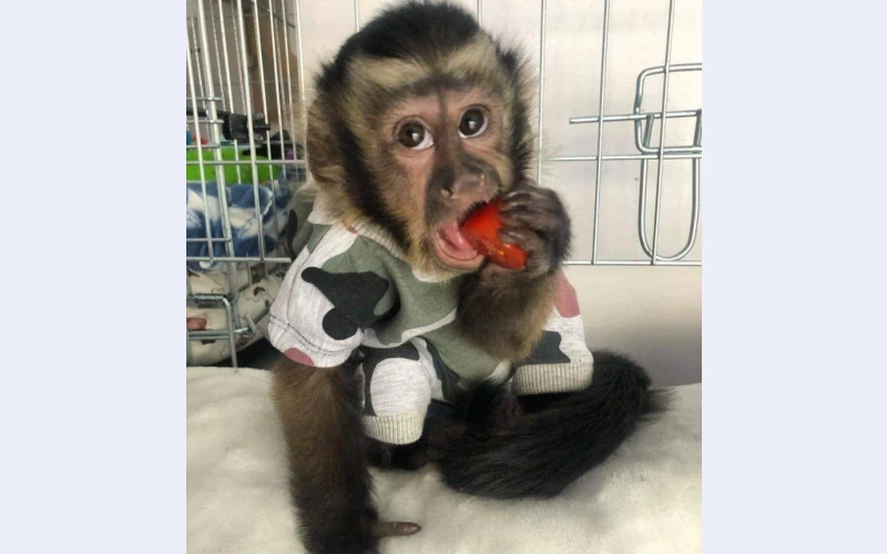 Smart Marmoset Monkeys