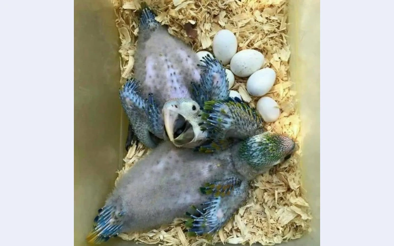 Fertile Macaw Eggs For Sale Near Me