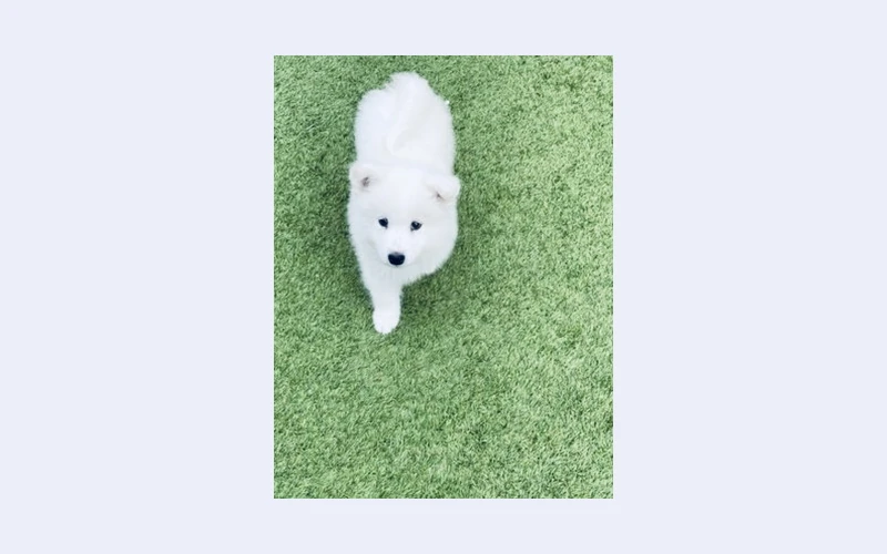 4 lovely Samoyed puppies for sale