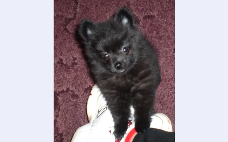 female Pomeranian puppy