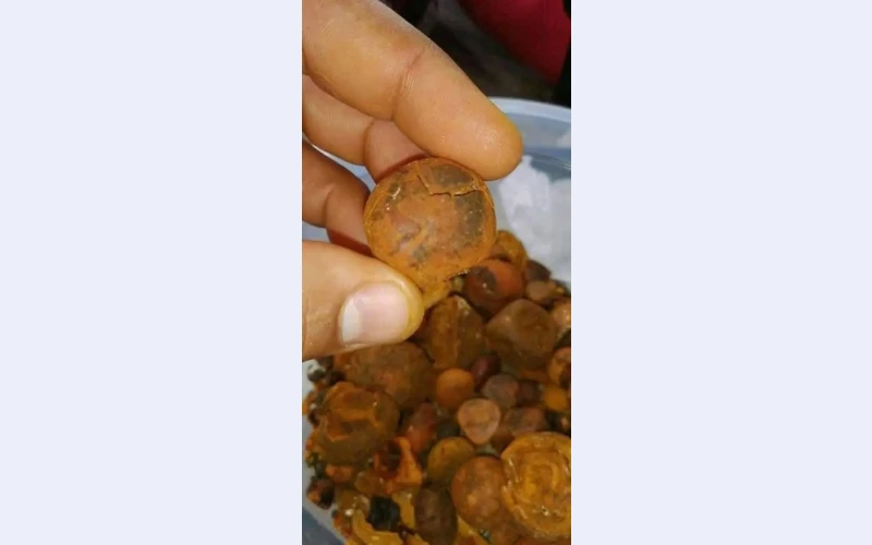 buy-cow-ox-gallstone-available-on-stock-now--whatsapp-237673528224-1752218633